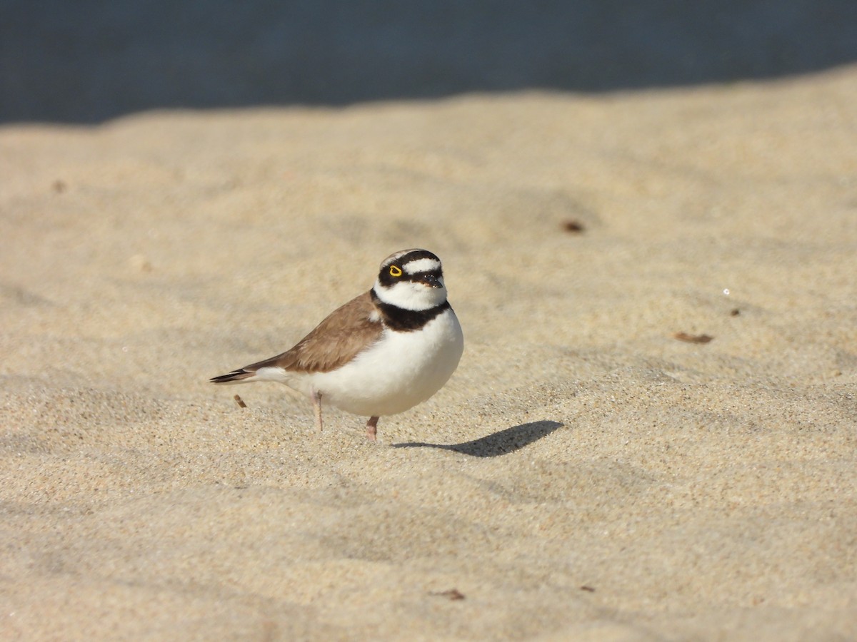 Little Ringed Plover - ML619927798