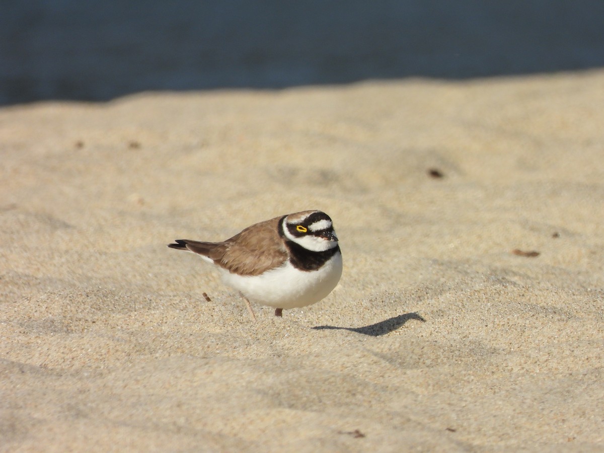 Little Ringed Plover - ML619927800