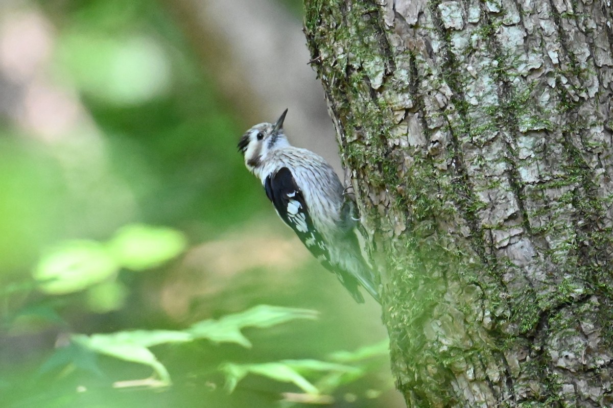 Gray-capped Pygmy Woodpecker - ML619927803