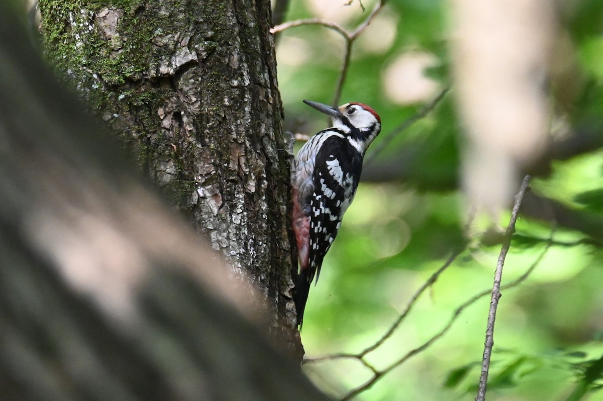White-backed Woodpecker - ML619927812
