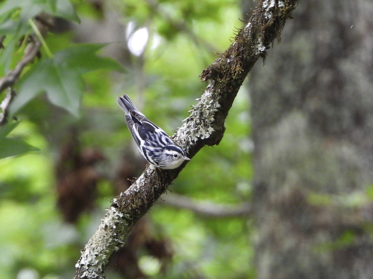 Black-and-white Warbler - ML619927818