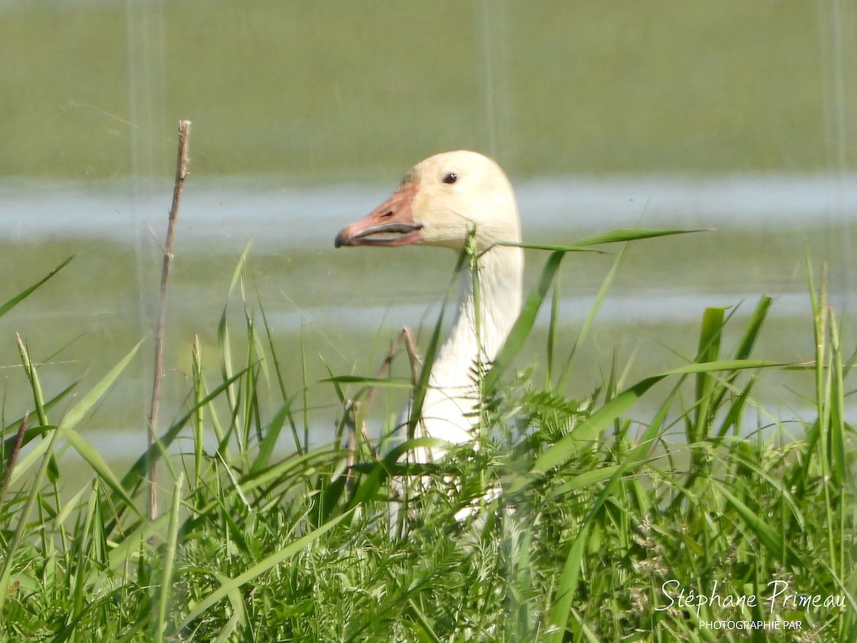 Snow Goose - ML619927820