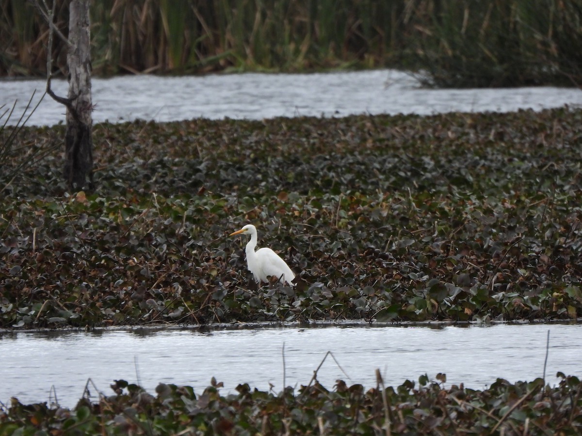 Plumed Egret - ML619927850