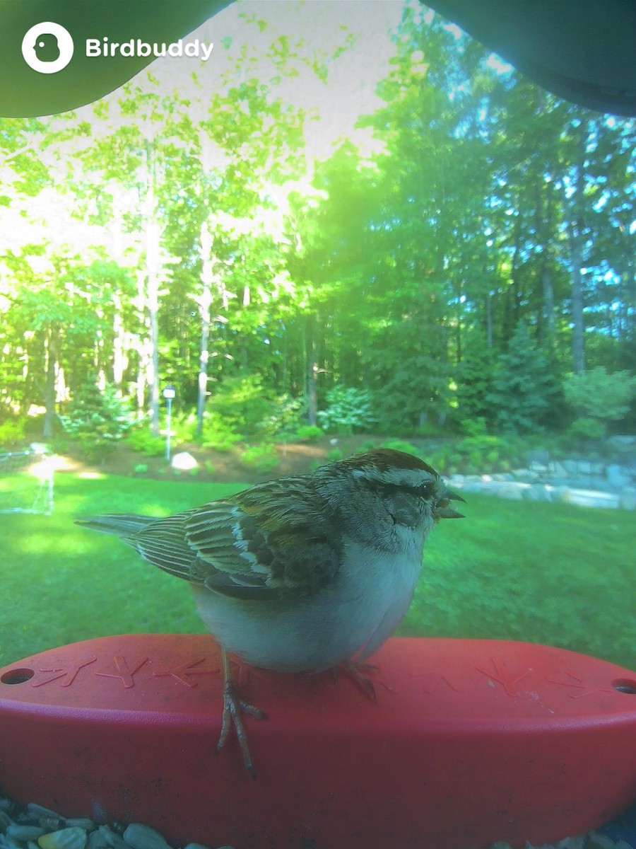 Chipping Sparrow - ML619927860