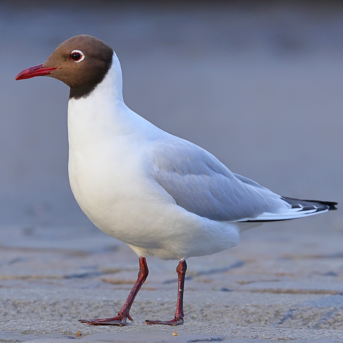 Black-headed Gull - ML619927861