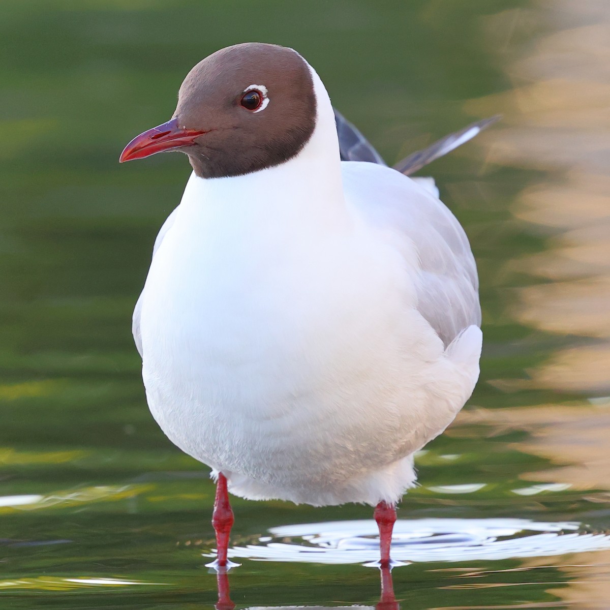 Black-headed Gull - ML619927867