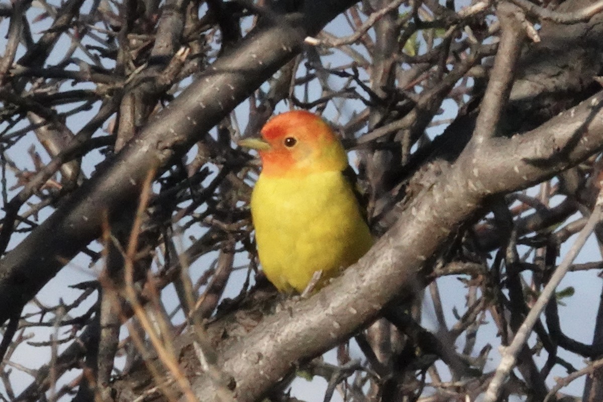 Western Tanager - ML619927876