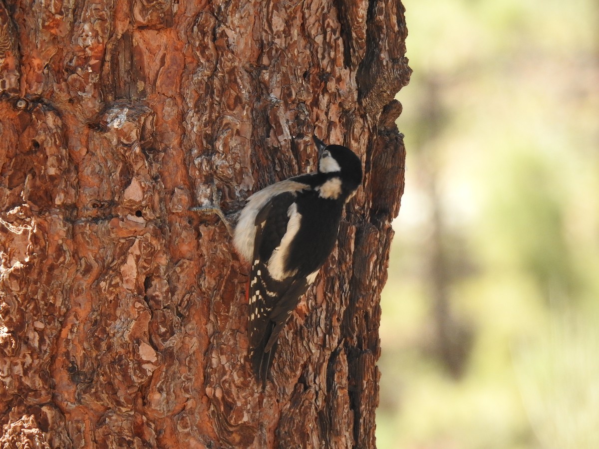 Great Spotted Woodpecker - ML619927879