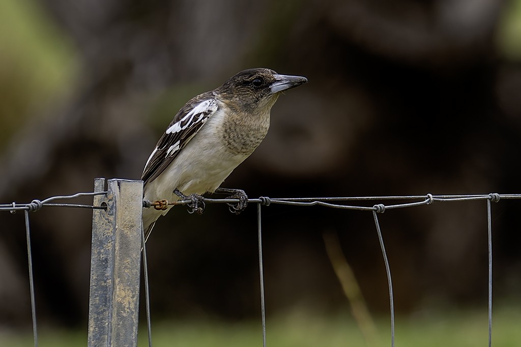 Pied Butcherbird - ML619927896