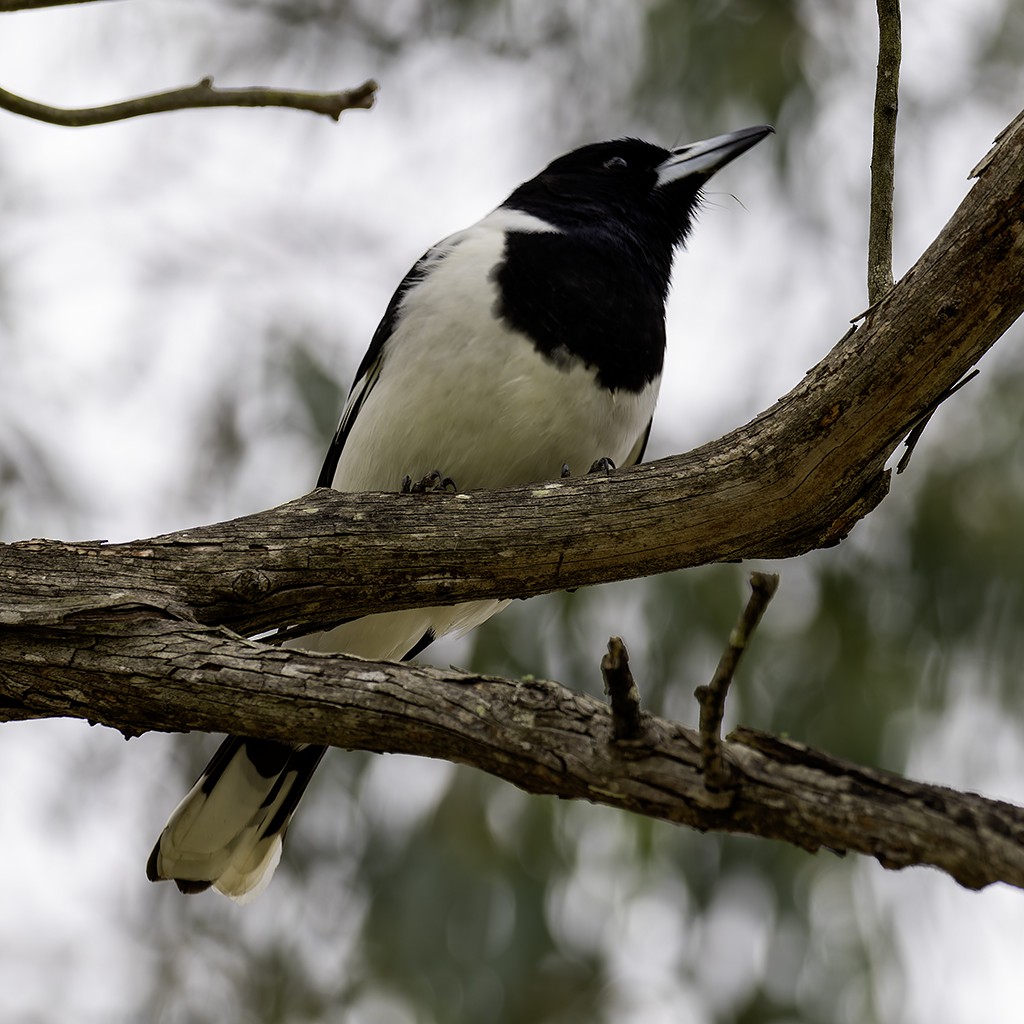 Pied Butcherbird - ML619927897