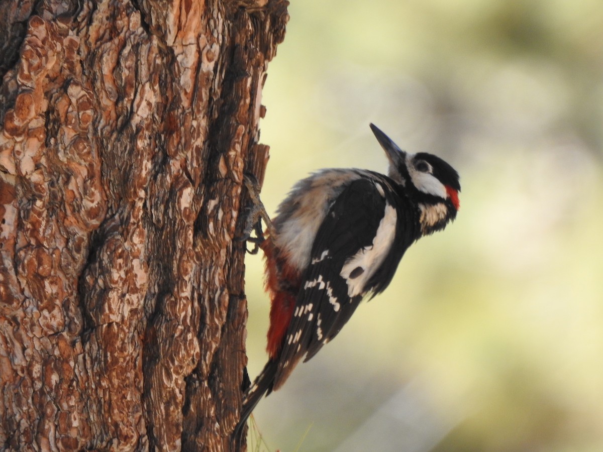 Great Spotted Woodpecker - ML619927899