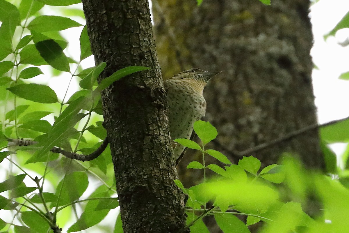 Eurasian Wryneck - ML619927912