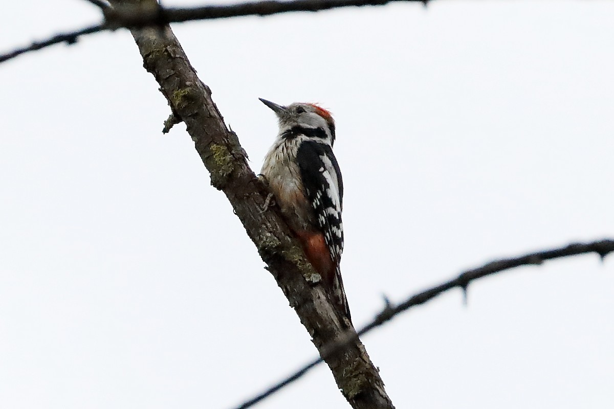 Middle Spotted Woodpecker - ML619927916
