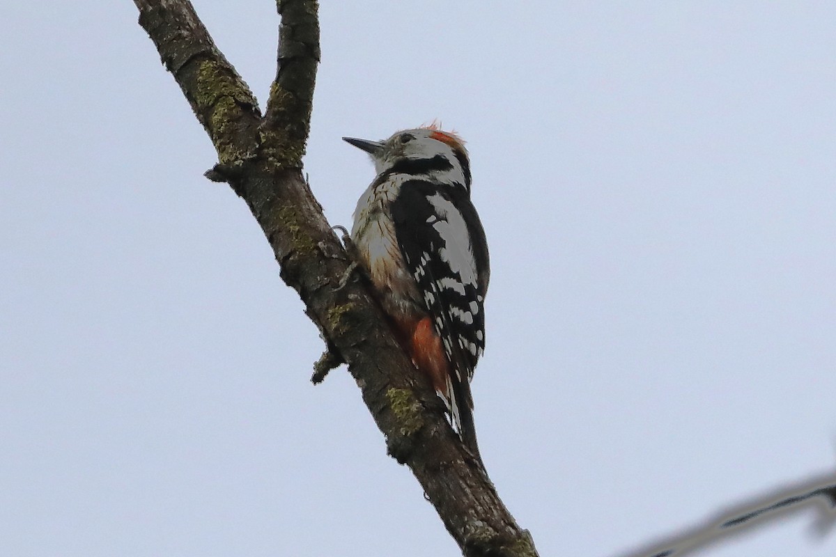 Middle Spotted Woodpecker - ML619927917