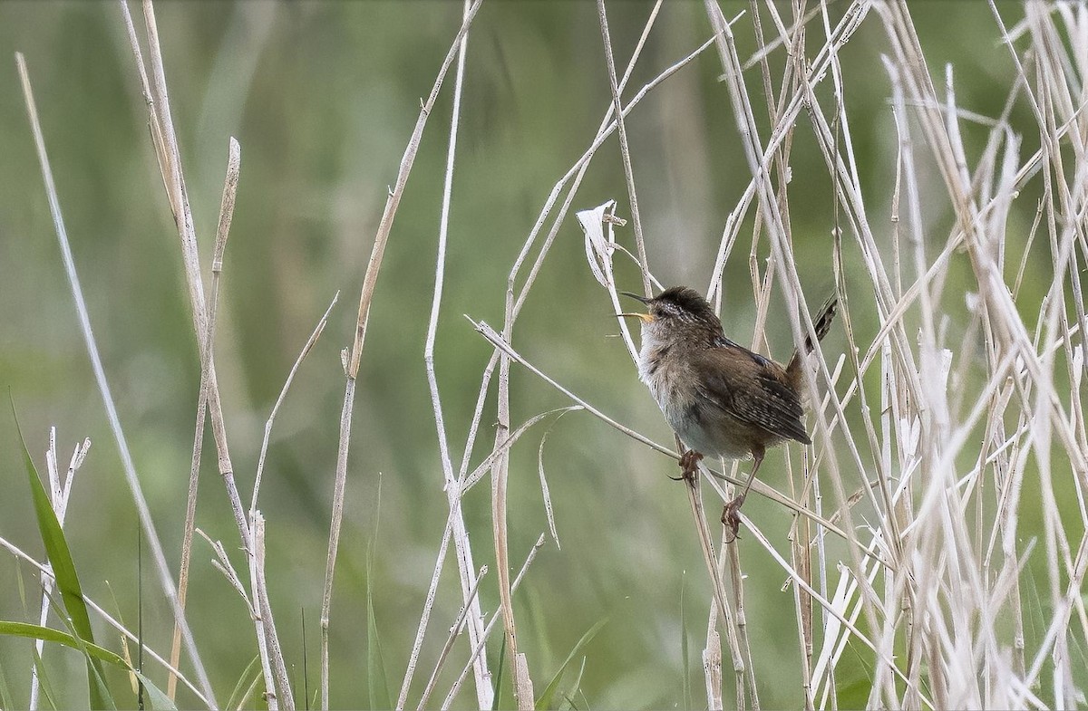 Marsh Wren - ML619927918