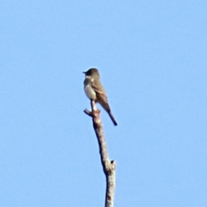 Eastern Wood-Pewee - ML619927920