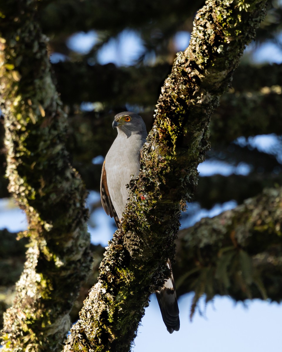 Bicolored Hawk - ML619927925