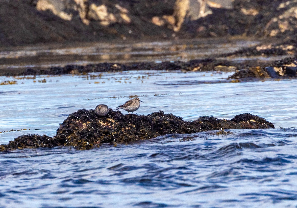 Purple Sandpiper - ML619927948