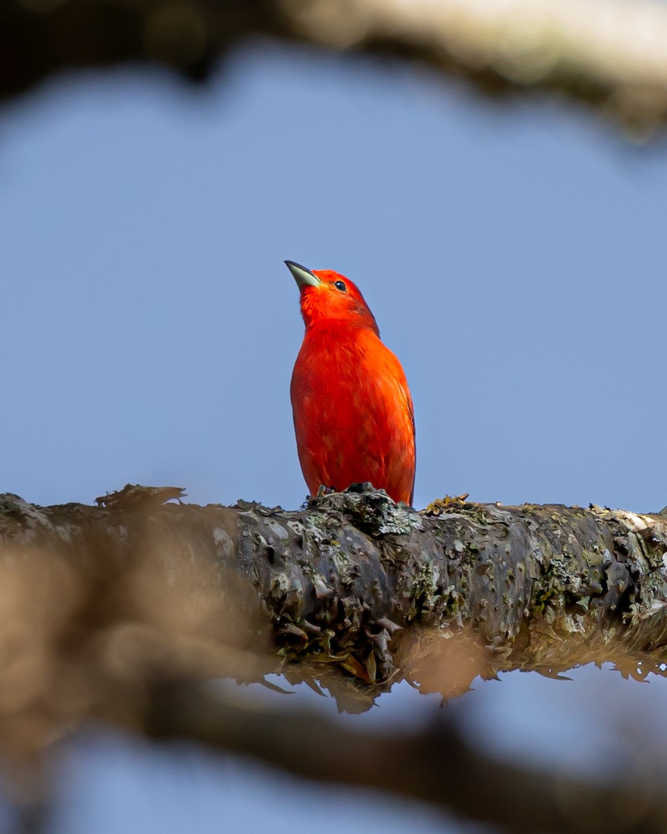 Hepatic Tanager (Lowland) - ML619927970
