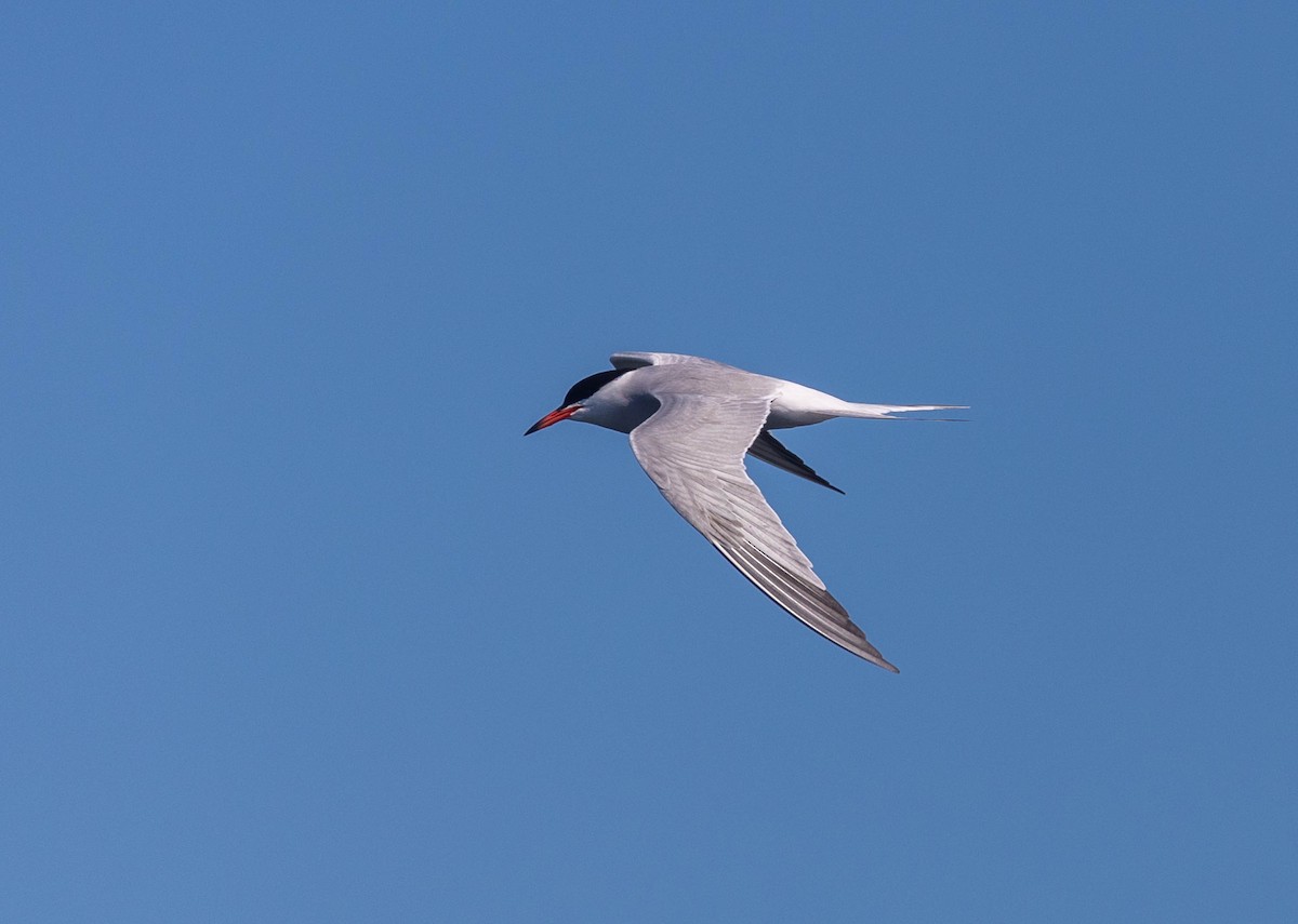 Common Tern - ML619927978