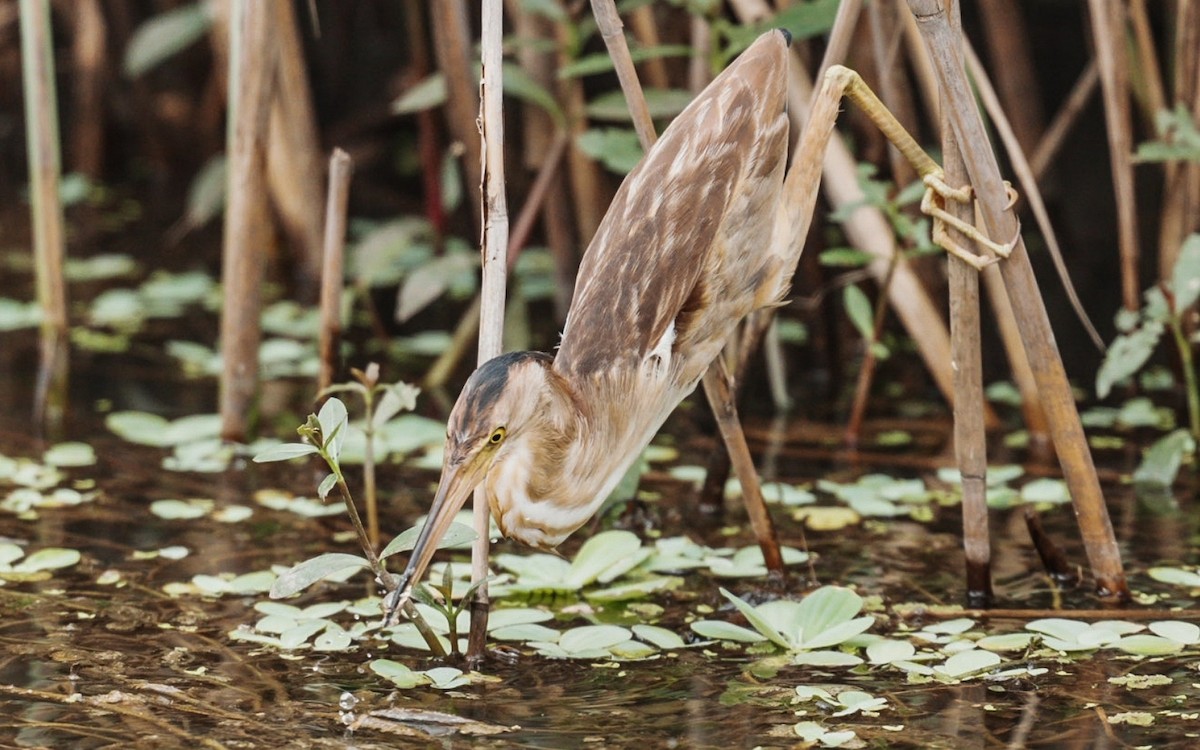 Yellow Bittern - ML619927983