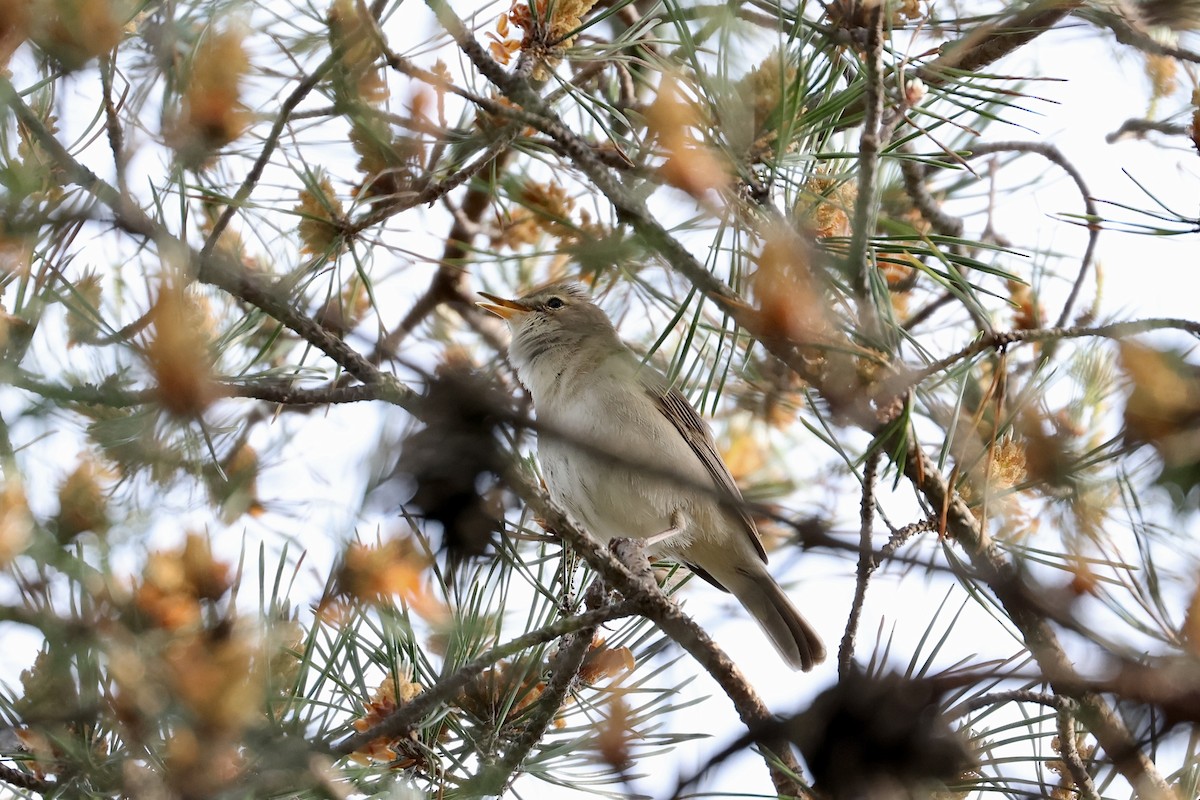 Booted Warbler - ML619927997