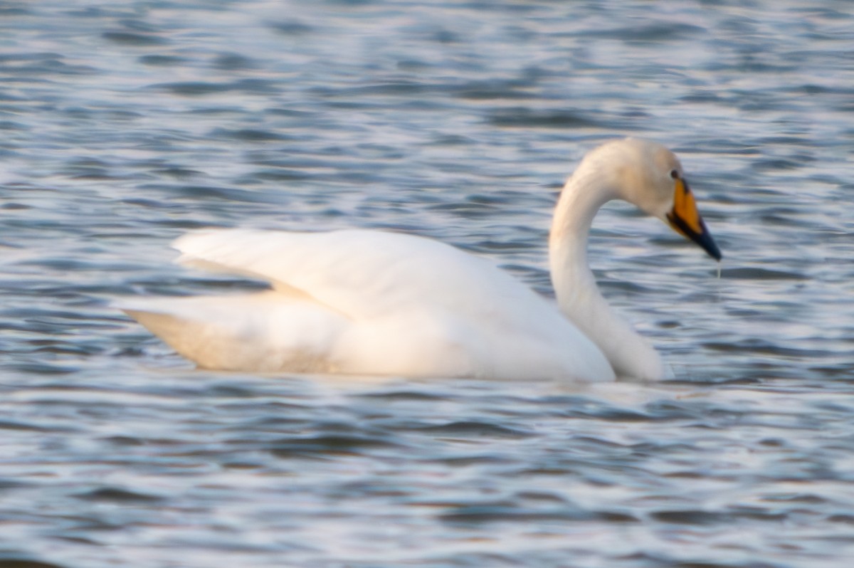 Whooper Swan - ML619928014