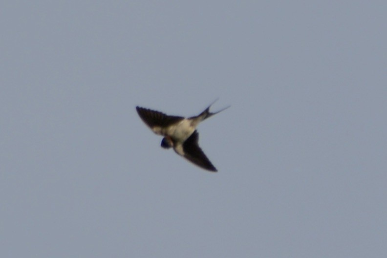 Barn Swallow - ML619928025