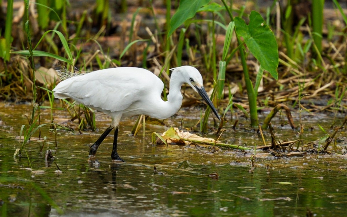 Little Egret - ML619928035