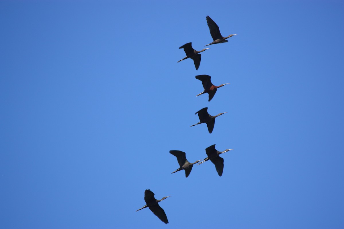 ibis hnědý - ML619928051