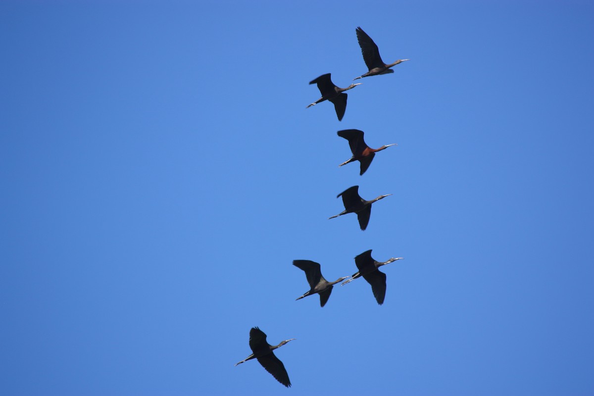 Glossy Ibis - ML619928051