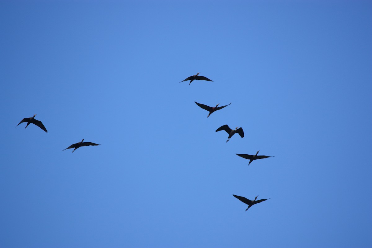 ibis hnědý - ML619928052