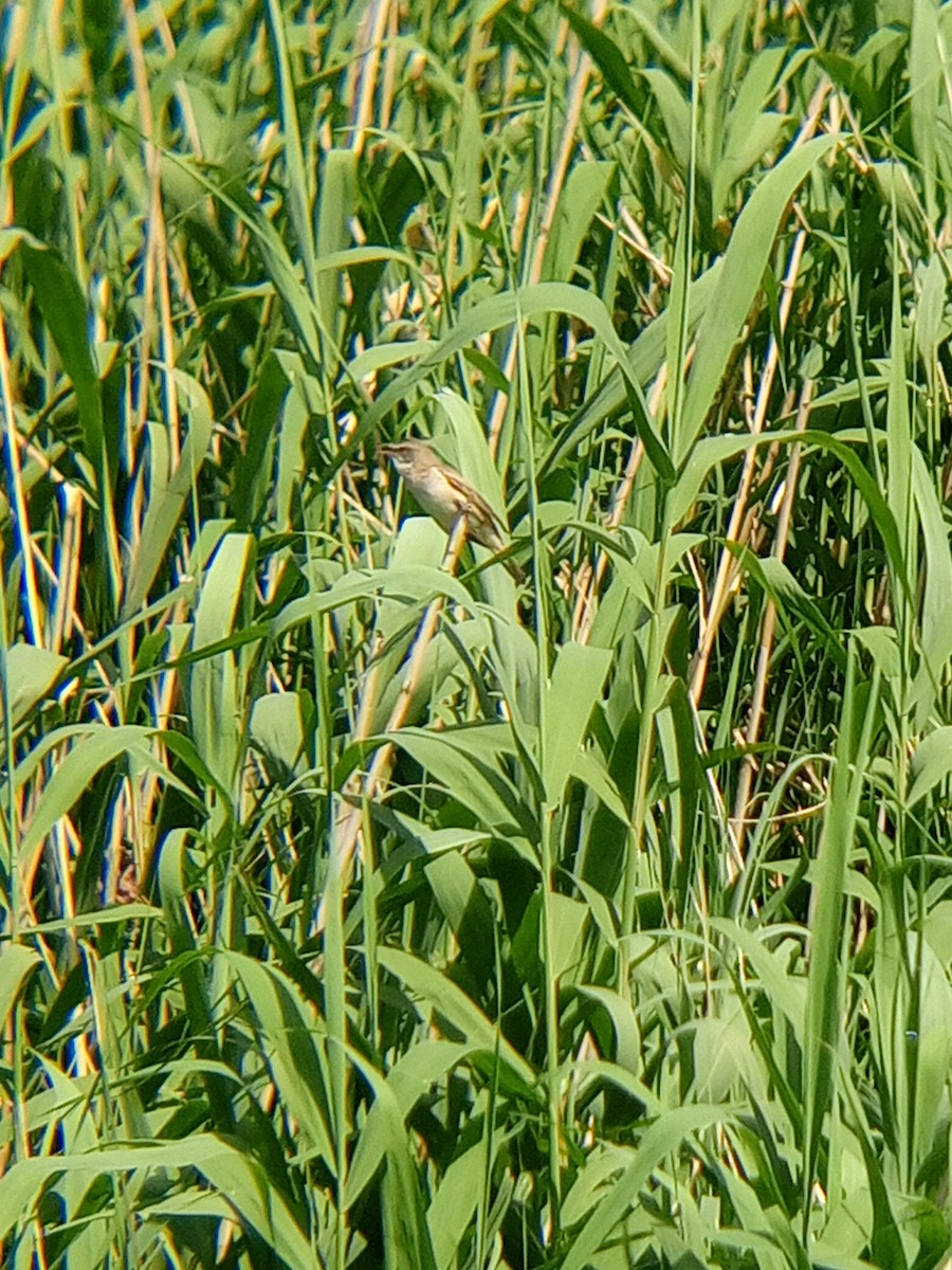 Great Reed Warbler - ML619928066