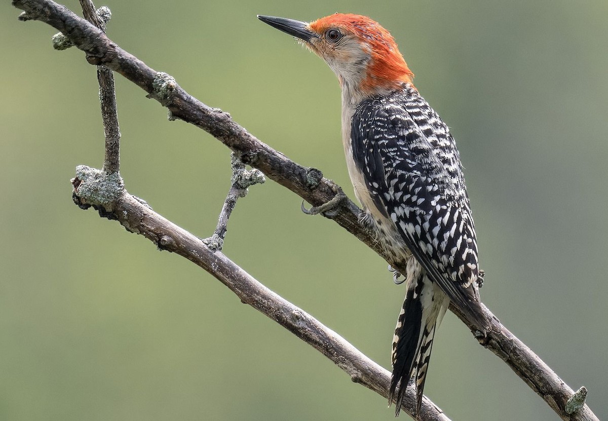 Red-bellied Woodpecker - ML619928067