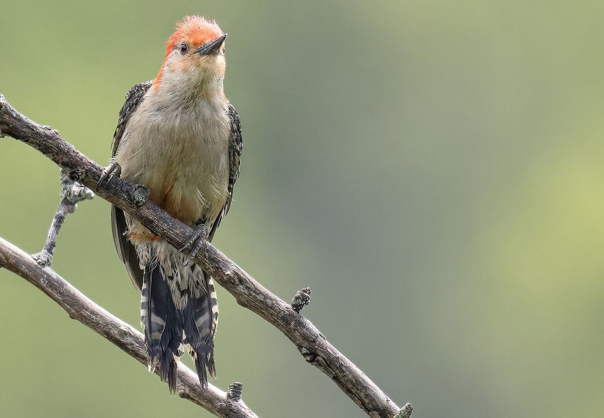 Red-bellied Woodpecker - ML619928068