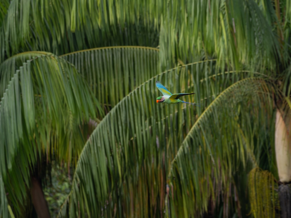 Long-tailed Parakeet - ML619928075