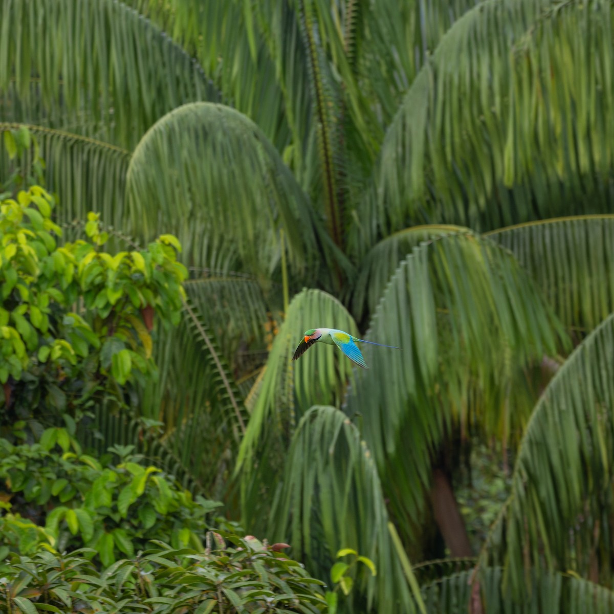 Long-tailed Parakeet - ML619928077