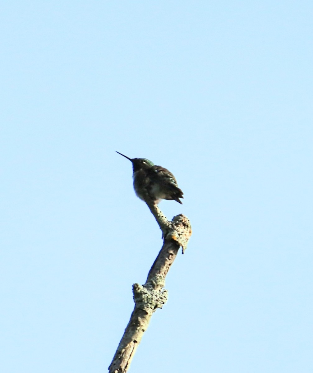 Ruby-throated Hummingbird - ML619928078