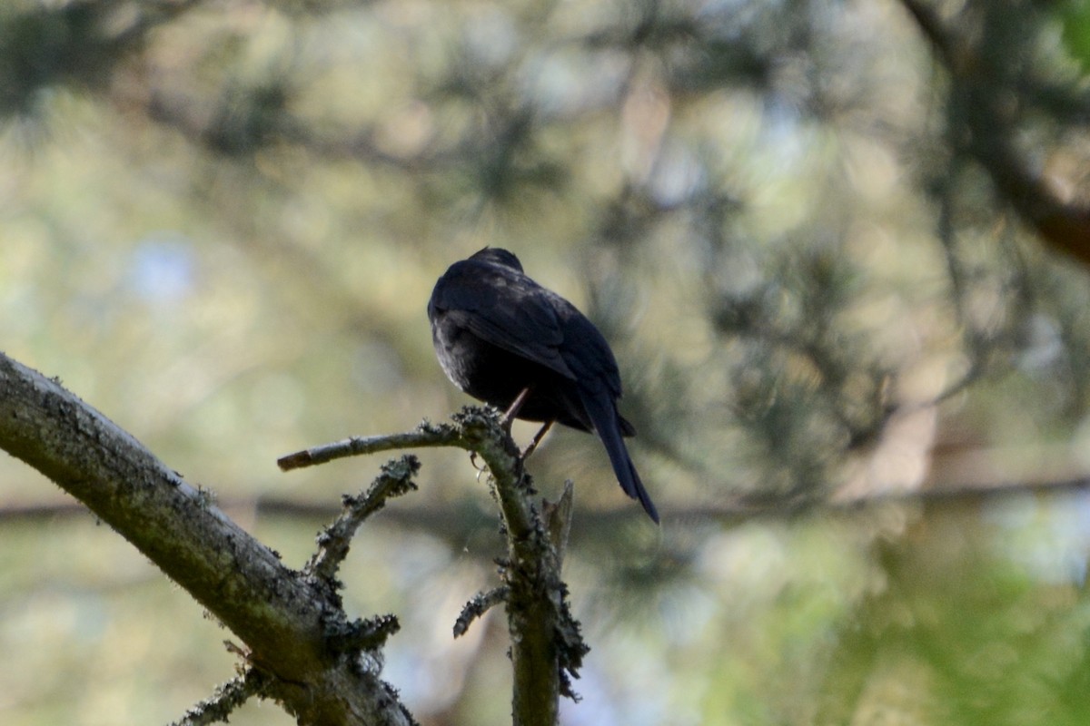 Eurasian Blackbird - ML619928081