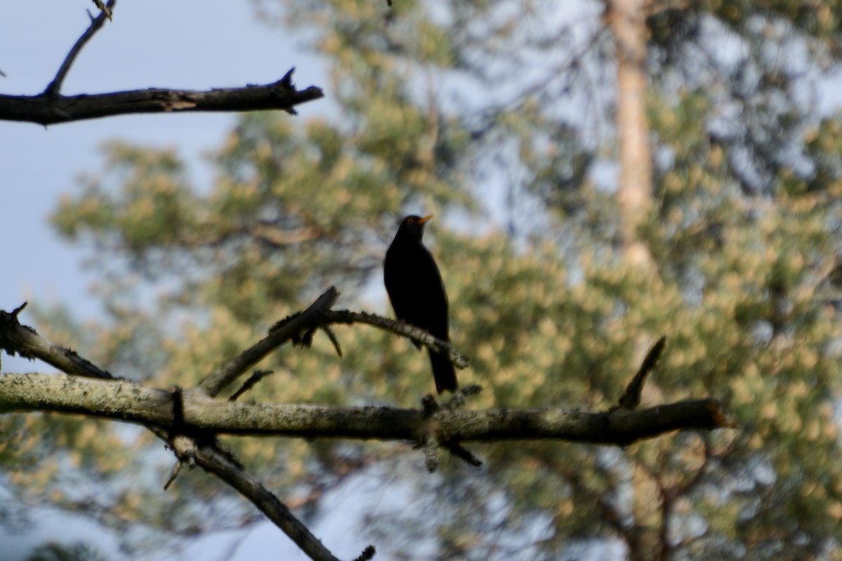 Eurasian Blackbird - ML619928082