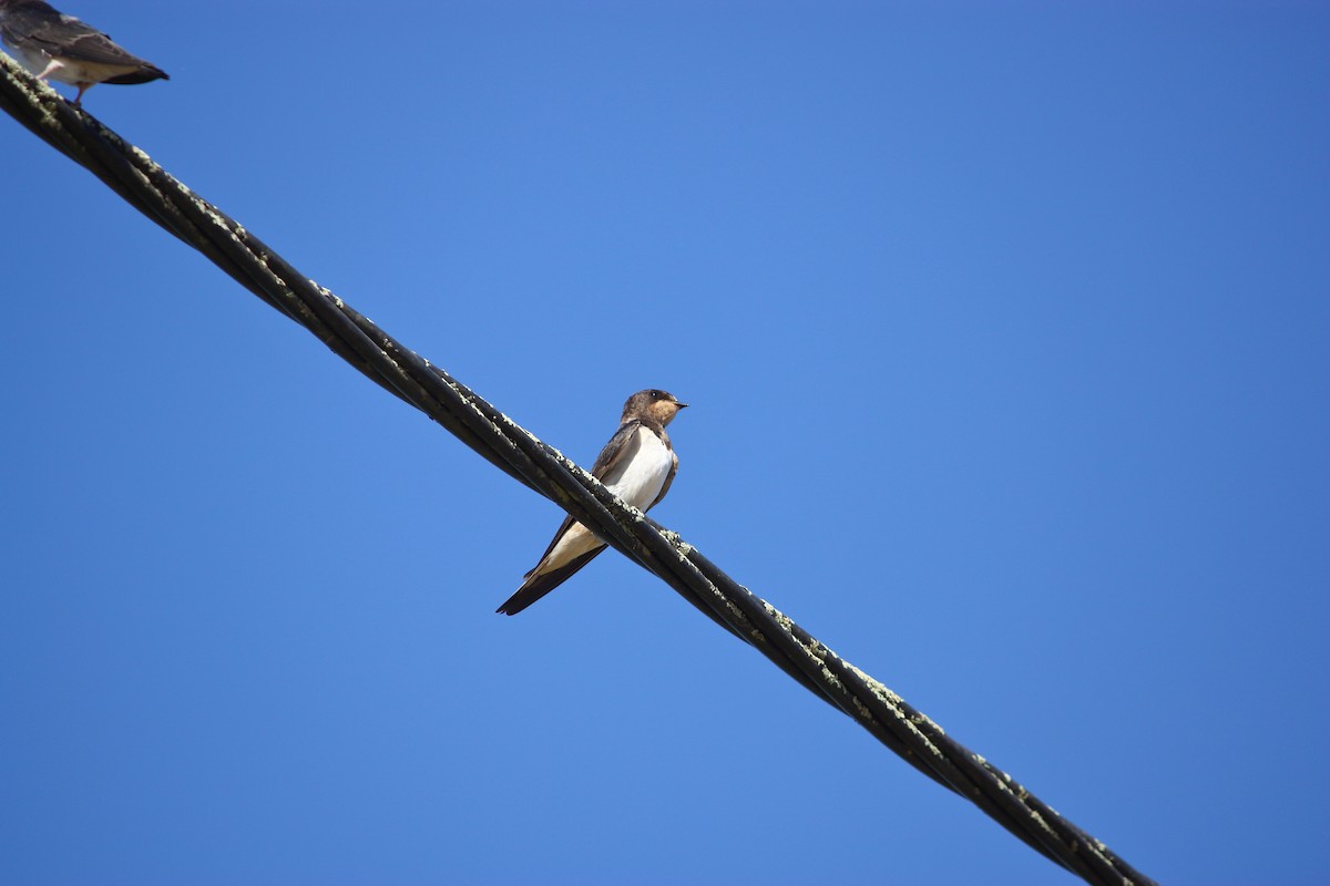 Barn Swallow - ML619928085