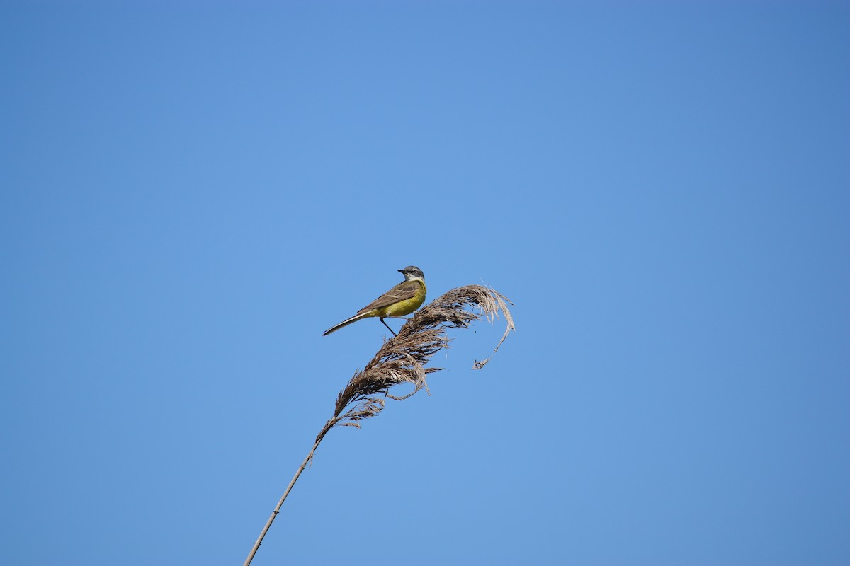 Western Yellow Wagtail - ML619928101