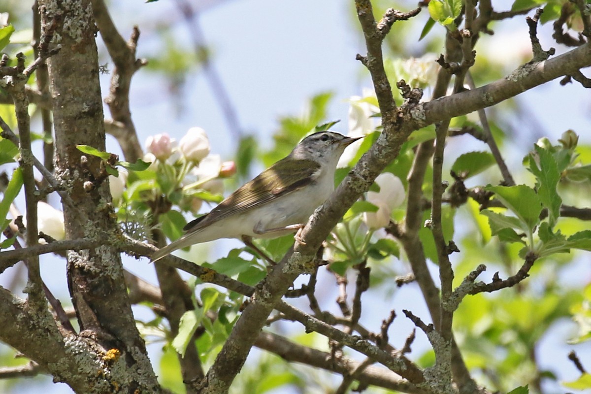 Tennessee Warbler - ML619928123