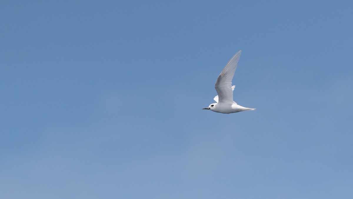 White Tern - ML619928131