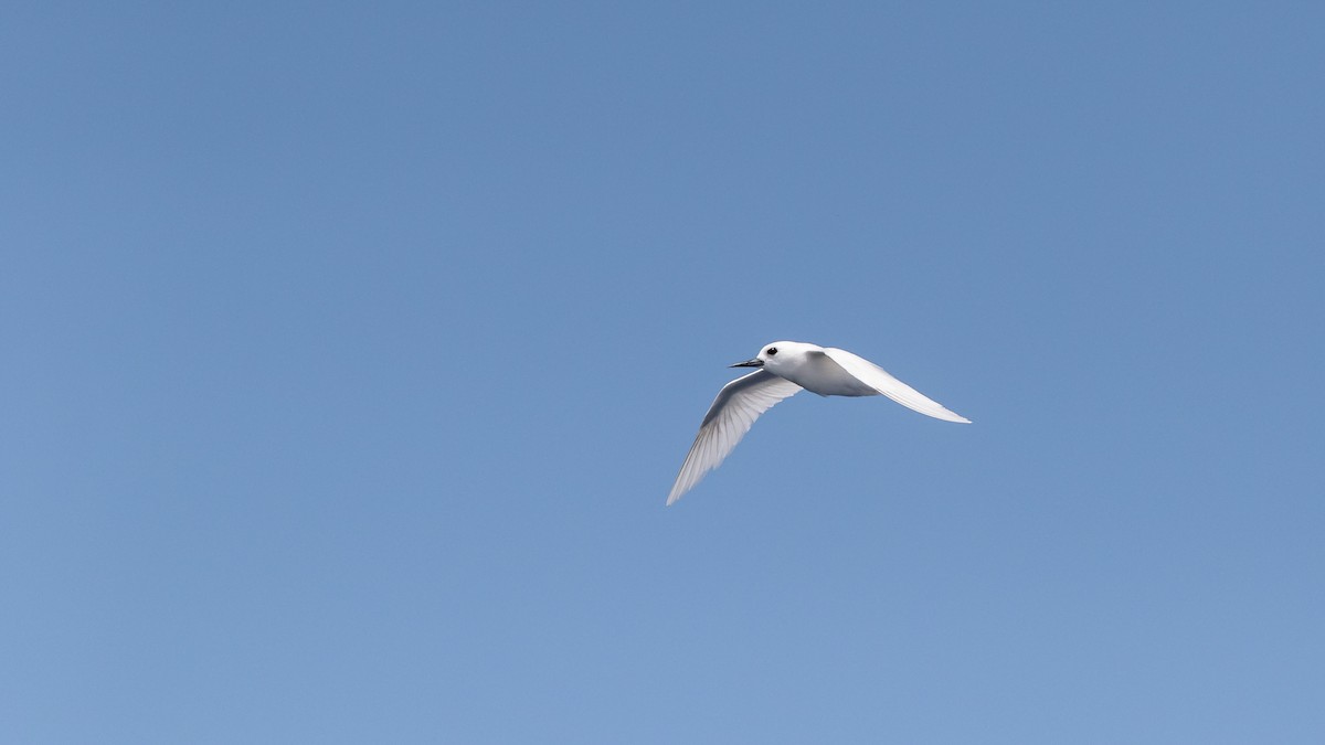 White Tern - ML619928132
