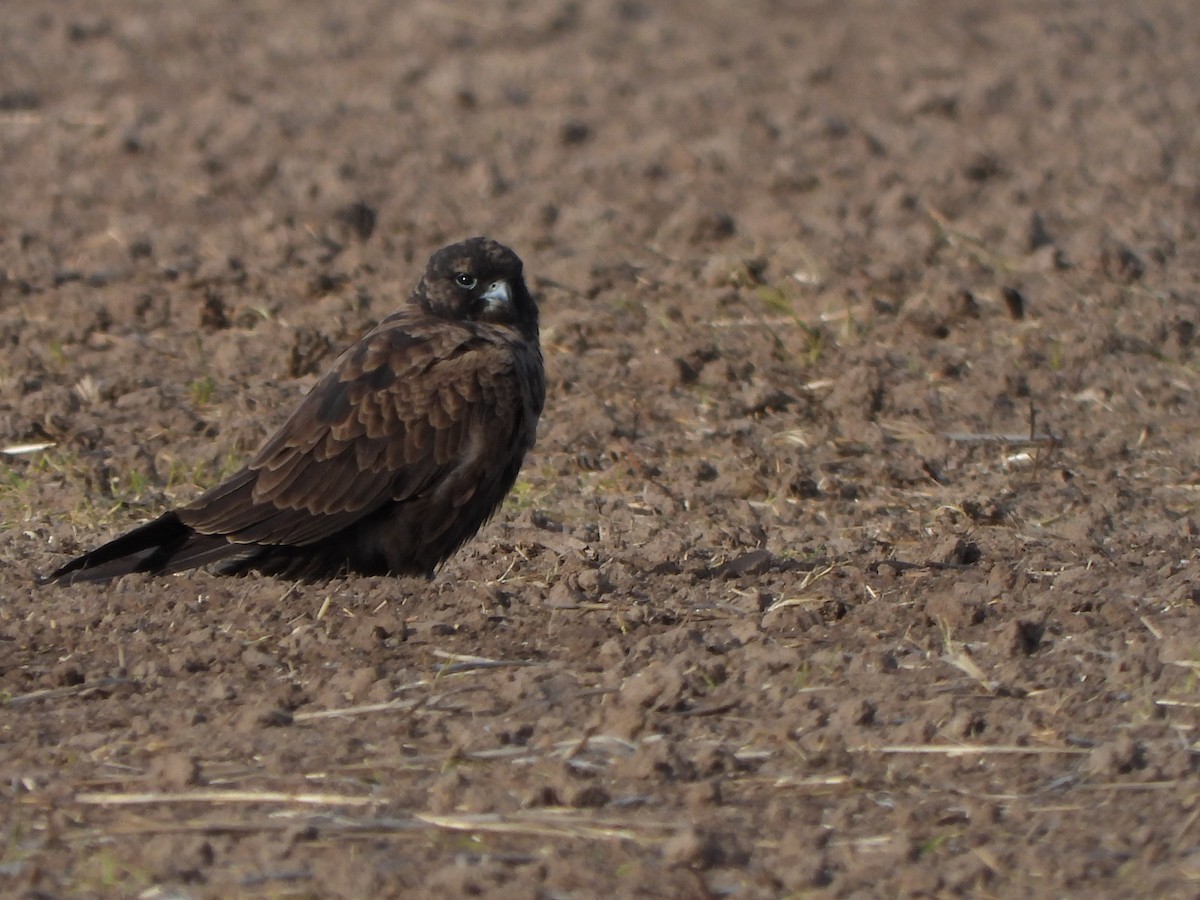 Halcón Negro - ML619928159