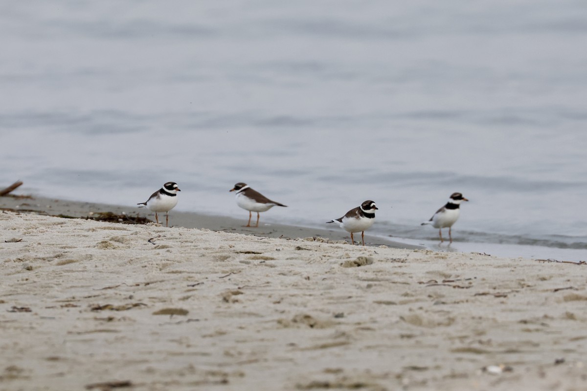 Common Ringed Plover - ML619928163