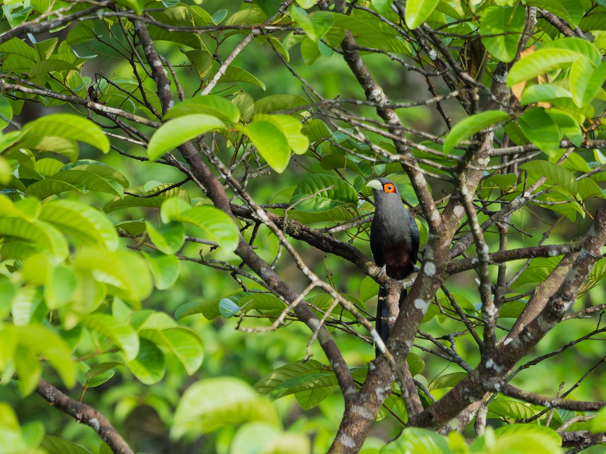 Chestnut-bellied Malkoha - ML619928171