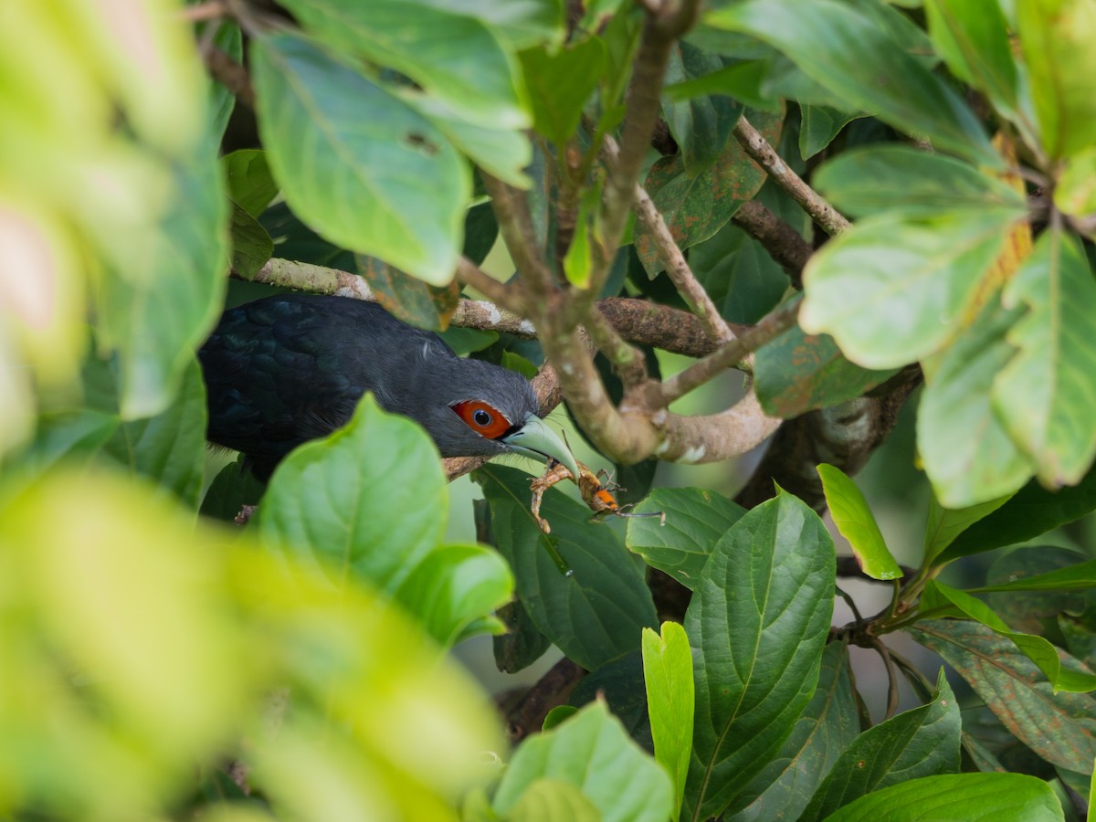 Chestnut-bellied Malkoha - ML619928174