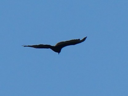 Turkey Vulture - ML619928176